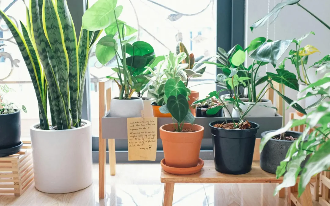 Best Plants for Apartments: Greenery That Thrives Indoors