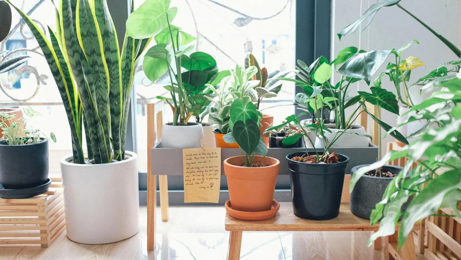 best plants for apartments 808 cleveland blogs